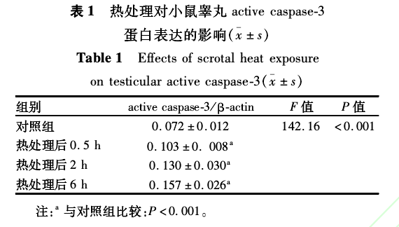 ȴСغactivecaspase-3ױӰ